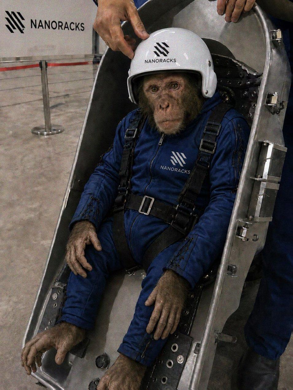 Monkey “Yuri”, planned to fly on a Nanoracks life support test mission